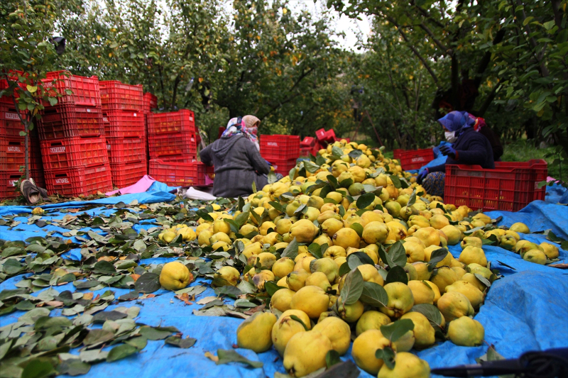 Kahramanmaraş'ta Şahinkaya ayvası 10 ülkeye ihraç ediliyor