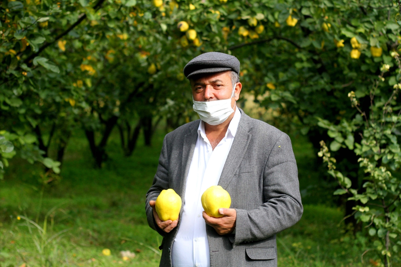 Kahramanmaraş'ta Şahinkaya ayvası 10 ülkeye ihraç ediliyor