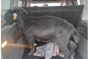 Hırsızları bagajdaki keçi yakalattı