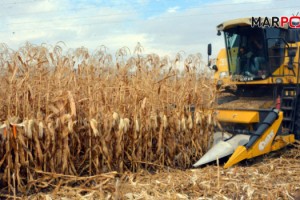 Türkiye’nin cin mısırı deposu Elbistan çiftçilerine müjde